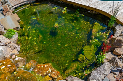 Havasu H - Manasquan, NJ - A small pond surrounded by rocks and plants, with a wooden bridge over it