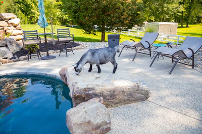 Tufa E - Medford, NJ - A goat standing on a rock near a swimming pool in a backyard setting