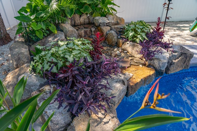 Willamette F - Barnegat, NJ - A rock garden with various plants around a swimming pool
